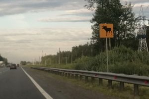 Автоэксперт Ашурков ответил, как действовать водителю после ДТП с диким животным